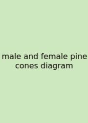 Male And Female Pine Cones Diagram