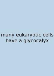 Many Eukaryotic Cells Have A Glycocalyx