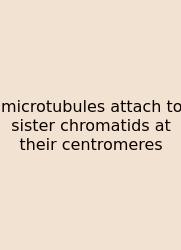 Microtubules Attach To Sister Chromatids At Their Centromeres