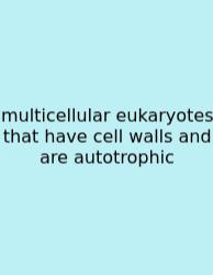 Multicellular Eukaryotes That Have Cell Walls And Are Autotrophic