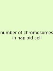 Number Of Chromosomes In Haploid Cell
