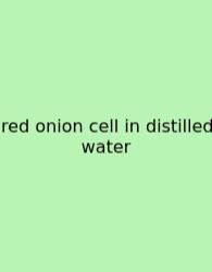 Red Onion Cell In Distilled Water