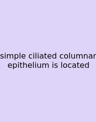 Simple Ciliated Columnar Epithelium Is Located