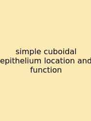 Simple Cuboidal Epithelium Location And Function