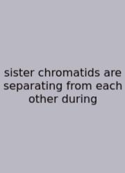 Sister Chromatids Are Separating From Each Other During