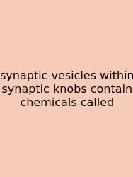 Synaptic Vesicles Within Synaptic Knobs Contain Chemicals Called
