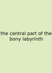 The Central Part Of The Bony Labyrinth