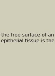The Free Surface Of An Epithelial Tissue Is The