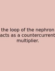 The Loop Of The Nephron Acts As A Countercurrent Multiplier.