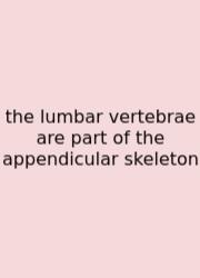 The Lumbar Vertebrae Are Part Of The Appendicular Skeleton