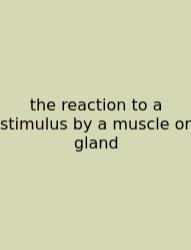 The Reaction To A Stimulus By A Muscle Or Gland