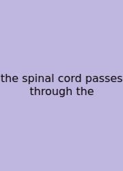 The Spinal Cord Passes Through The