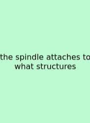The Spindle Attaches To What Structures