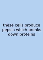 These Cells Produce Pepsin Which Breaks Down Proteins