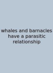 Whales And Barnacles Have A Parasitic Relationship