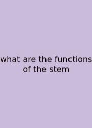 What Are The Functions Of The Stem