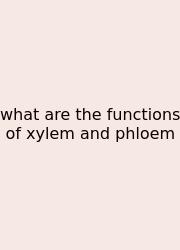 What Are The Functions Of Xylem And Phloem