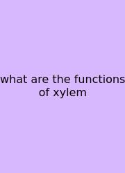 What Are The Functions Of Xylem