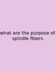 What Are The Purpose Of Spindle Fibers