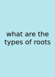 What Are The Types Of Roots