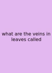 What Are The Veins In Leaves Called