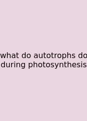 What Do Autotrophs Do During Photosynthesis