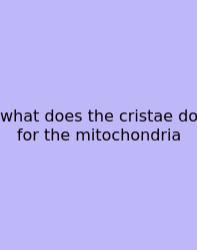What Does The Cristae Do For The Mitochondria