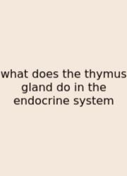 What Does The Thymus Gland Do In The Endocrine System