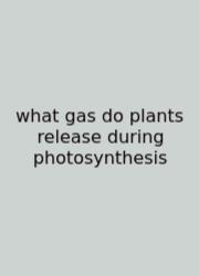 What Gas Do Plants Release During Photosynthesis