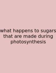 What Happens To Sugars That Are Made During Photosynthesis