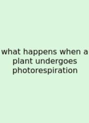 What Happens When A Plant Undergoes Photorespiration