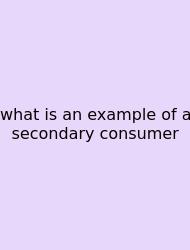What Is An Example Of A Secondary Consumer