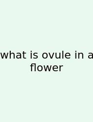 What Is Ovule In A Flower