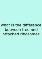 What Is The Difference Between Free And Attached Ribosomes