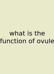 What Is The Function Of Ovule
