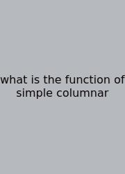 What Is The Function Of Simple Columnar