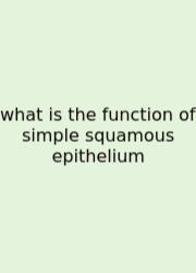 What Is The Function Of Simple Squamous Epithelium