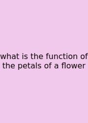 What Is The Function Of The Petals Of A Flower