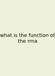 What Is The Function Of The Rrna