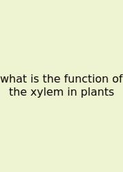 What Is The Function Of The Xylem In Plants