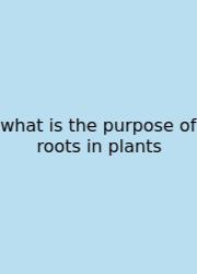 What Is The Purpose Of Roots In Plants