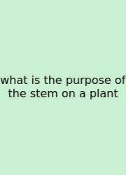 What Is The Purpose Of The Stem On A Plant