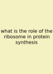 What Is The Role Of The Ribosome In Protein Synthesis