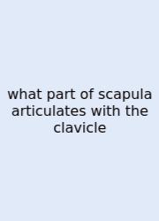 What Part Of Scapula Articulates With The Clavicle