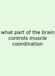 What Part Of The Brain Controls Muscle Coordination