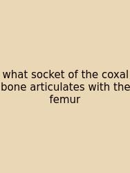 What Socket Of The Coxal Bone Articulates With The Femur