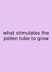 What Stimulates The Pollen Tube To Grow
