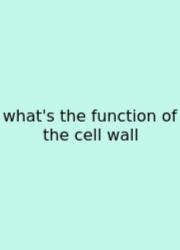 What's The Function Of The Cell Wall