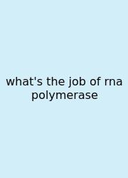 What's The Job Of Rna Polymerase