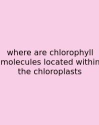 Where Are Chlorophyll Molecules Located Within The Chloroplasts